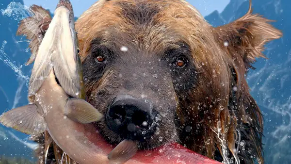 Rhys Darby er vertskap for en ny dyrelivsserie i Peacocks trailer for «The Hungry Games»