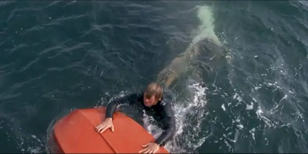 The shark lurks under the surface while taking a bite out of a boater