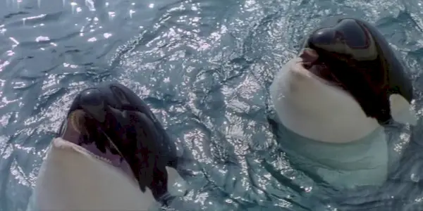Two orca whales in Orca 1977 