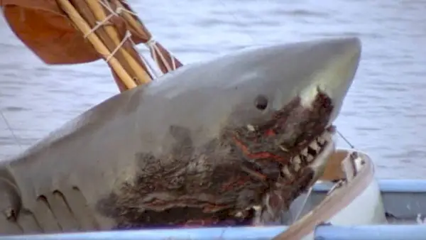 “Jaws” 50. gadadienas IMAX reklāmkadri uzdrošinās atgriezties ūdenī
