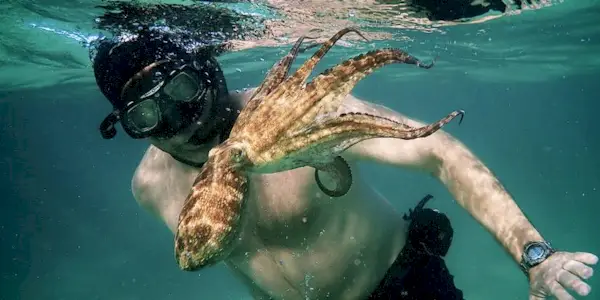 my-octopus-teacher-netflix