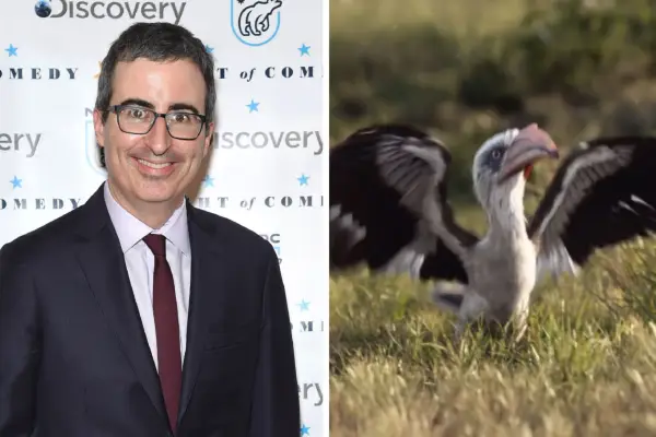 John Oliver plays Zazu