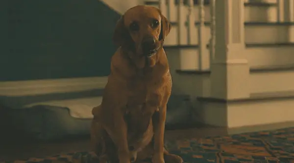 Your Honor Episode 7 Spoiler: Was hat Django ausgespuckt? Michael kann nicht wegen eines, sondern zwei Verbrechen verurteilt werden