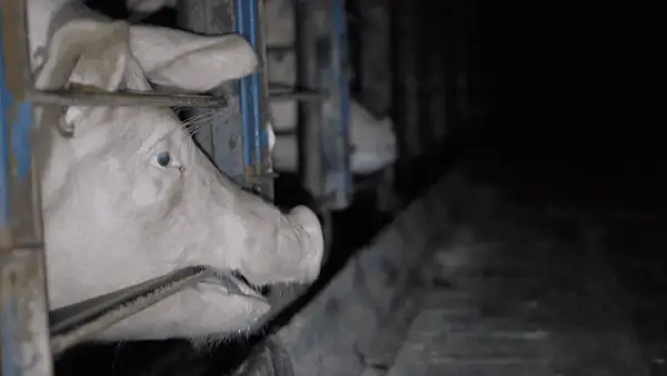 Jaki jest śmierć Smithfield? Człowiek poruszony przez Joey Chestnut protestował przeciwko producentowi wieprzowemu